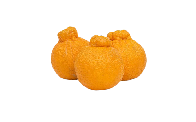Sumo Citrus

